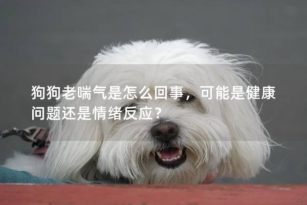 狗狗老喘氣是怎么回事，可能是健康問題還是情緒反應？