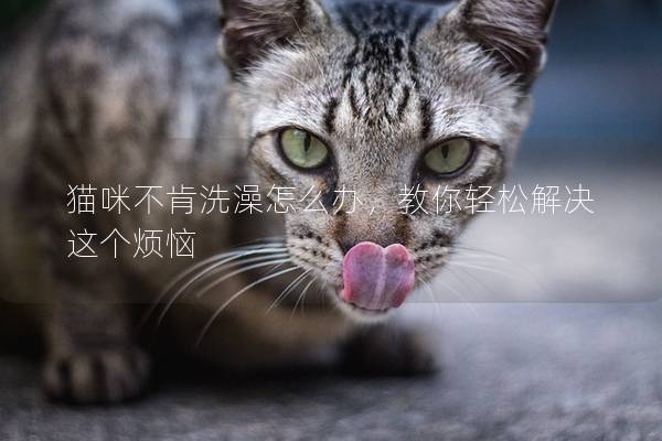 貓咪不肯洗澡怎么辦,教你輕松解決這個煩惱 貓咪不肯洗澡怎么辦,教你輕松解決這個煩惱