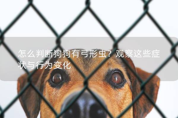 怎么判斷狗狗有弓形蟲？觀察這些癥狀與行為變化