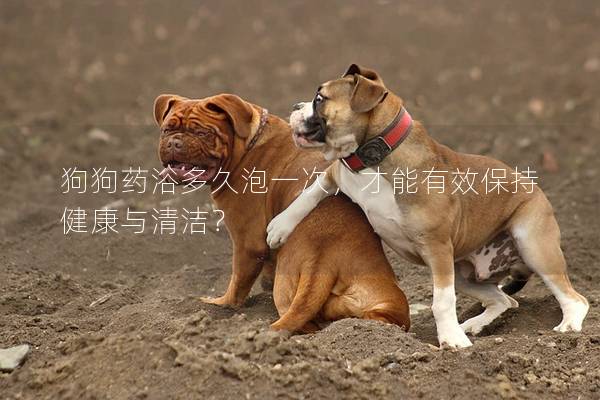 狗狗藥浴多久泡一次，才能有效保持健康與清潔？