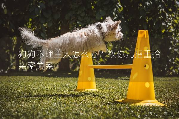 狗狗不理主人怎么辦？教你幾招重拾親密關(guān)系
