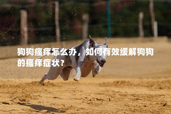 狗狗瘙癢怎么辦,如何有效緩解狗狗的瘙癢癥狀? 狗狗瘙癢怎么辦,如何有效緩解狗狗的瘙癢癥狀?