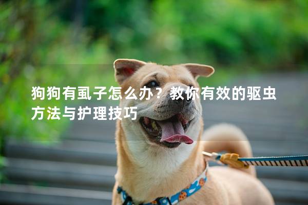 狗狗有虱子怎么辦？教你有效的驅蟲方法與護理技巧