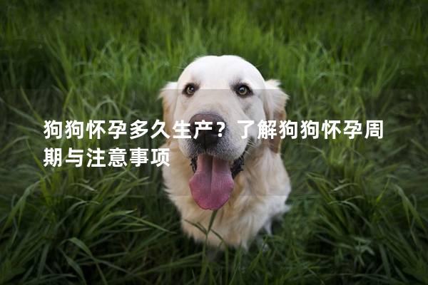 狗狗懷孕多久生產?了解狗狗懷孕周期與注意事項 狗狗懷孕多久生產?了解狗狗懷孕周期與注意事項