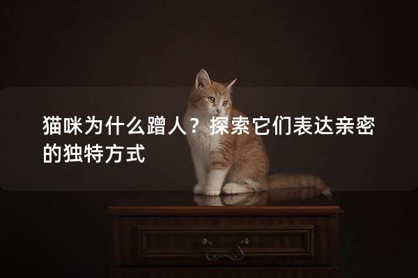 貓咪為什么蹭人？探索它們表達(dá)親密的獨(dú)特方式