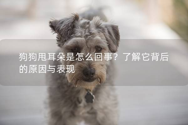 狗狗甩耳朵是怎么回事？了解它背后的原因與表現