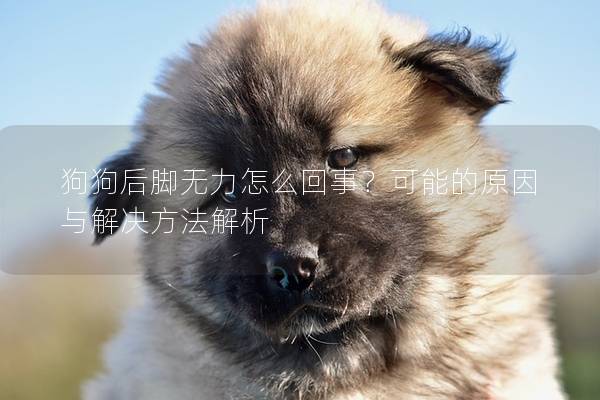 狗狗后腳無力怎么回事？可能的原因與解決方法解析