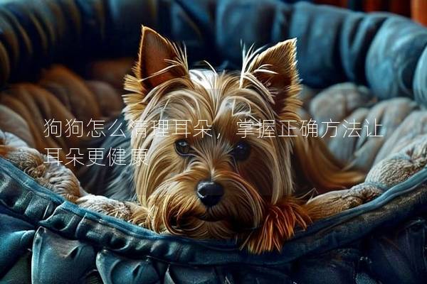 狗狗怎么清理耳朵，掌握正確方法讓耳朵更健康