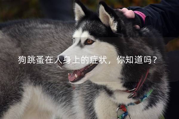 狗跳蚤在人身上的癥狀，你知道嗎？
