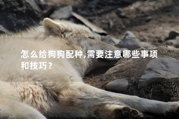 怎么給狗狗配種,需要注意哪些事項(xiàng)和技巧？