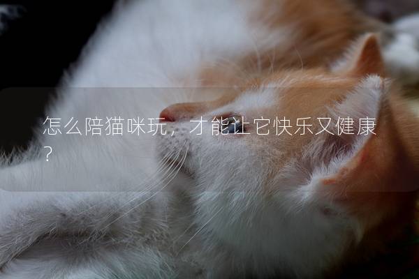 怎么陪貓咪玩，才能讓它快樂又健康？