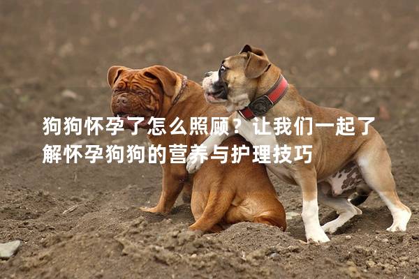 狗狗懷孕了怎么照顧？讓我們一起了解懷孕狗狗的營養與護理技巧