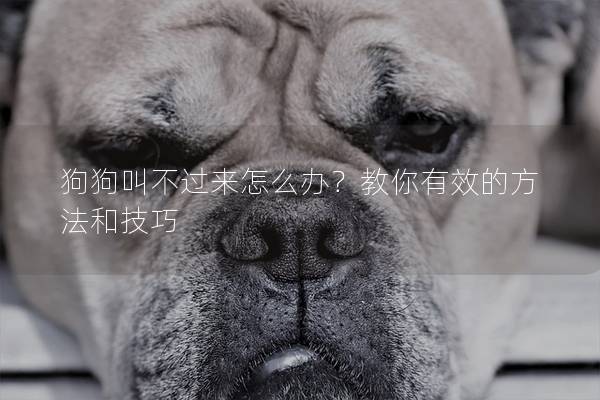 狗狗叫不過來怎么辦？教你有效的方法和技巧