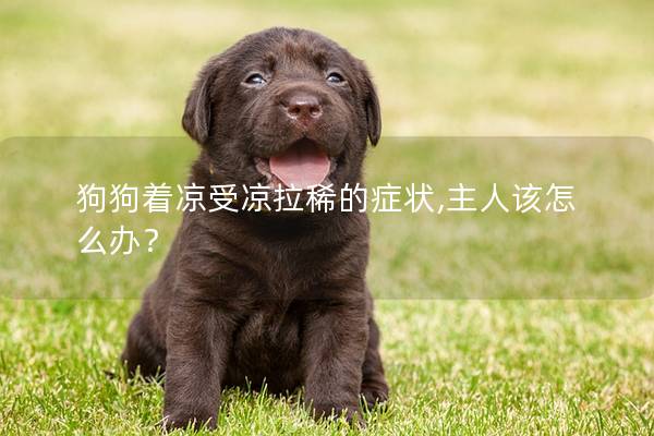 狗狗著涼受涼拉稀的癥狀,主人該怎么辦? 狗狗著涼受涼拉稀的癥狀,主人該怎么辦?