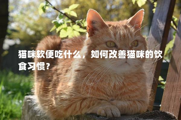 貓咪軟便吃什么，如何改善貓咪的飲食習慣？