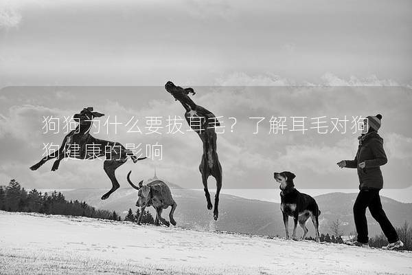 狗狗為什么要拔耳毛？了解耳毛對(duì)狗狗健康的影響