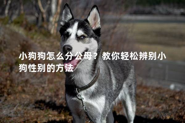 小狗狗怎么分公母？教你輕松辨別小狗性別的方法