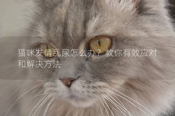 貓咪發(fā)情亂尿怎么辦？教你有效應(yīng)對(duì)和解決方法