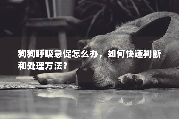 狗狗呼吸急促怎么辦，如何快速判斷和處理方法？