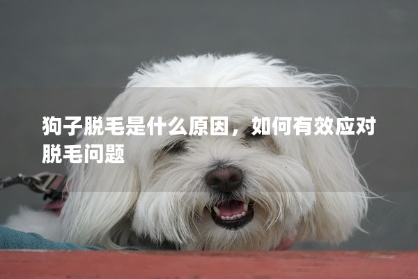 狗子脫毛是什么原因，如何有效應對脫毛問題