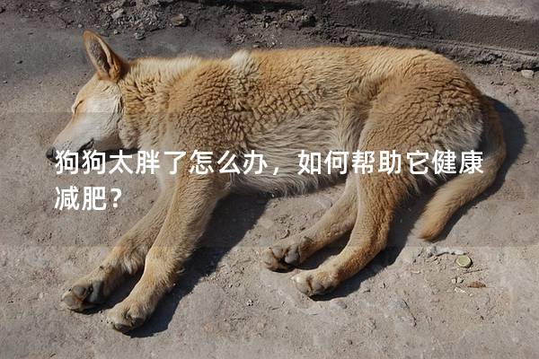 狗狗太胖了怎么辦，如何幫助它健康減肥？