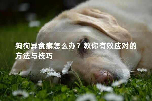 狗狗異食癖怎么辦？教你有效應對的方法與技巧