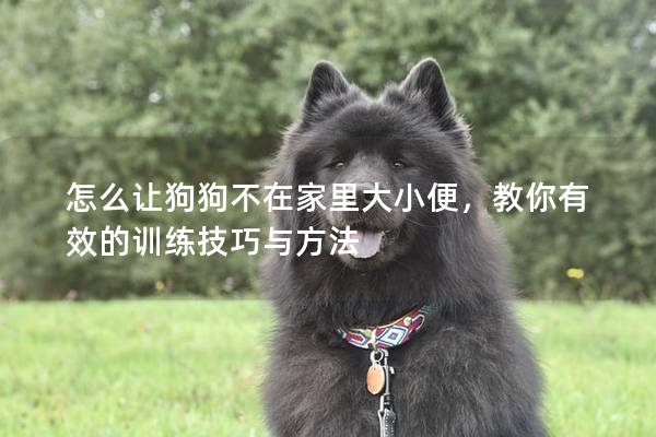 怎么讓狗狗不在家里大小便，教你有效的訓練技巧與方法