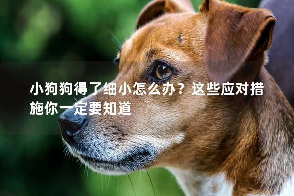 小狗狗得了細小怎么辦？這些應對措施你一定要知道