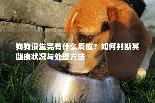 狗狗沒生完有什么反應(yīng)？如何判斷其健康狀況與處理方法