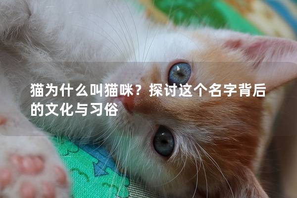 貓為什么叫貓咪？探討這個名字背后的文化與習俗