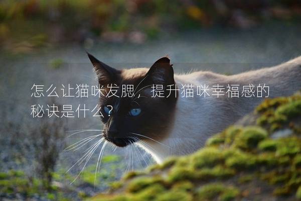 怎么讓貓咪發(fā)腮，提升貓咪幸福感的秘訣是什么？