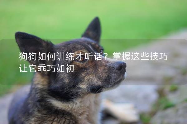 狗狗如何訓(xùn)練才聽話？掌握這些技巧讓它乖巧如初