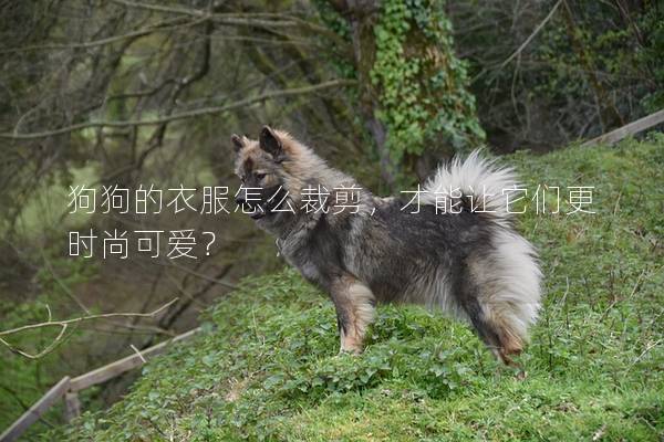 狗狗的衣服怎么裁剪，才能讓它們更時(shí)尚可愛？