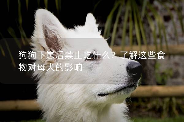 狗狗下崽后禁止吃什么？了解這些食物對母犬的影響