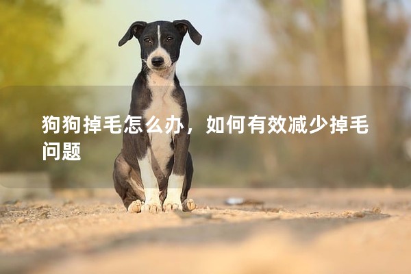 狗狗掉毛怎么辦，如何有效減少掉毛問題
