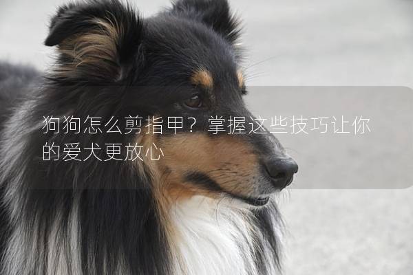 狗狗怎么剪指甲？掌握這些技巧讓你的愛犬更放心