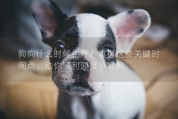 狗狗什么時候生產？掌握這些關鍵時間點，助你順利迎接小狗狗