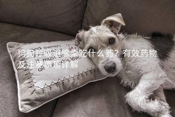 狗狗呼吸道感染吃什么藥？有效藥物及注意事項詳解