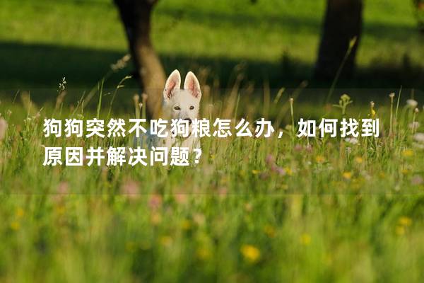 狗狗突然不吃狗糧怎么辦，如何找到原因并解決問題？
