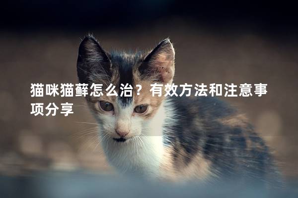 貓咪貓蘚怎么治？有效方法和注意事項分享