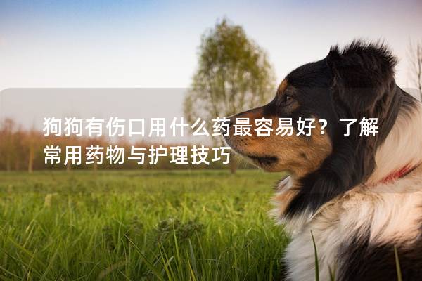 狗狗有傷口用什么藥最容易好？了解常用藥物與護理技巧