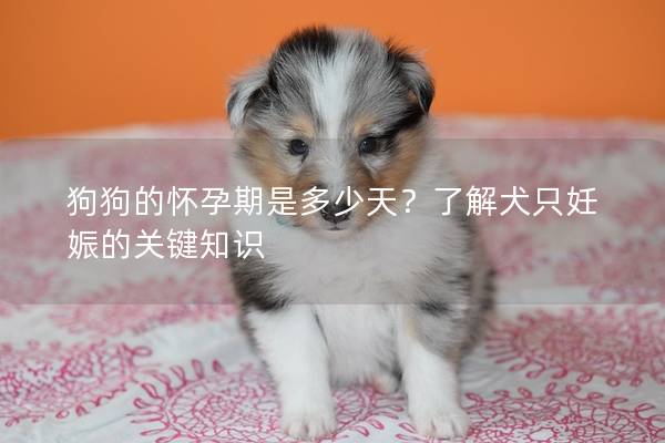 狗狗的懷孕期是多少天?了解犬只妊娠的關鍵知識 狗狗的懷孕期是多少天?了解犬只妊娠的關鍵知識
