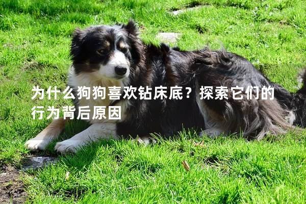 為什么狗狗喜歡鉆床底?探索它們的行為背后原因 為什么狗狗喜歡鉆床底?探索它們的行為背后原因
