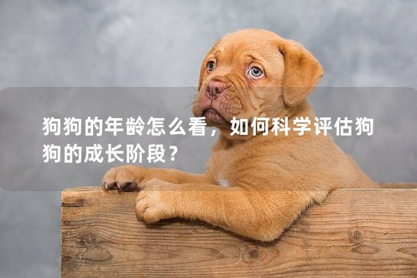 狗狗的年齡怎么看，如何科學(xué)評(píng)估狗狗的成長(zhǎng)階段？