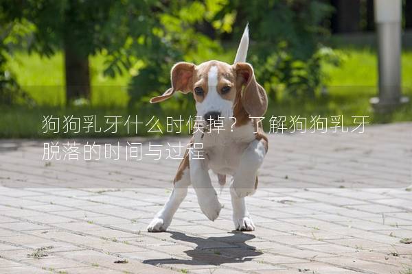 狗狗乳牙什么時(shí)候掉？了解狗狗乳牙脫落的時(shí)間與過(guò)程