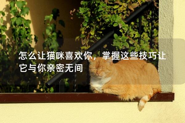 怎么讓貓咪喜歡你，掌握這些技巧讓它與你親密無(wú)間