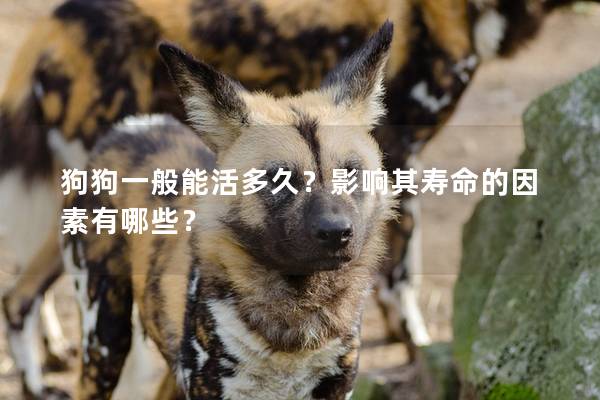 狗狗一般能活多久？影響其壽命的因素有哪些？