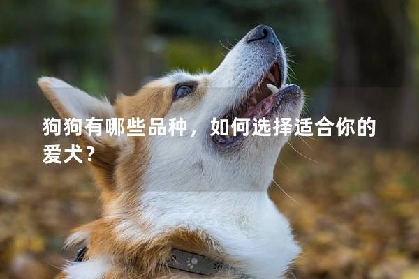 狗狗有哪些品種，如何選擇適合你的愛犬？