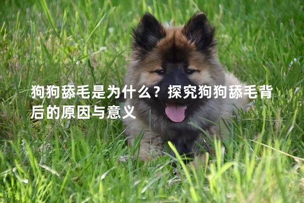狗狗舔毛是為什么？探究狗狗舔毛背后的原因與意義