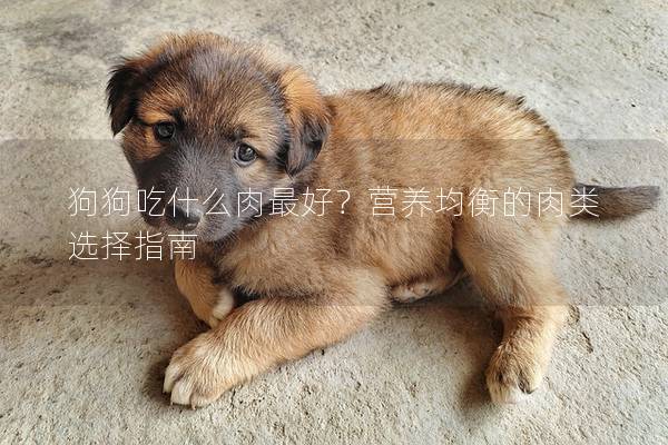 狗狗吃什么肉最好？營養(yǎng)均衡的肉類選擇指南